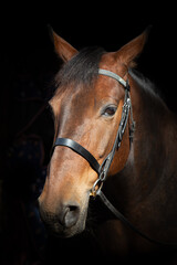 Obraz premium portrait of a horse