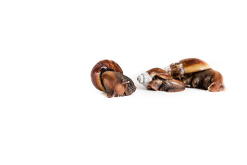 Horizontal photography of medical snails for advertising On white background