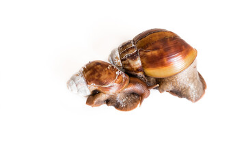 Snail hells on white background top view. Two isolated snails on a white background. Snail antennas. Space for your text