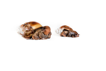 Two snails hugging. Isolated medical snail on white background. The photo has free space for your text.