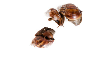 Three snails on a white background. Quality isolated snails. Top view of photo has empty space for text. Snails that are accepted in medicine and cosmetology
