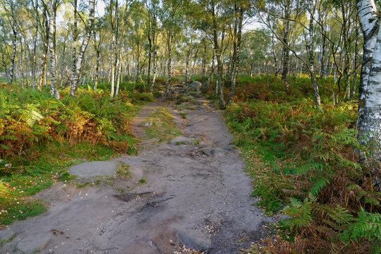 In a misty Derbyshire woodland on the first morning of autumn