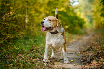 Beagle dog on a walk in the autumn Park