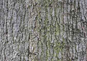 Tree bark texture rough surface