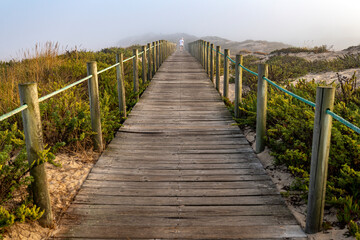 Naklejka premium Am Strand auf den Dünen mit Planzen und Gräsern.