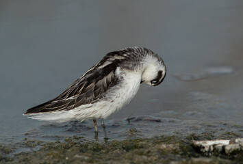 Red-necked phalarope preening at Asker Marsh, Bahrain