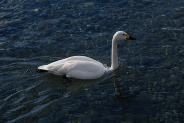 Obraz premium きれいな流れを泳ぐコハクチョウ