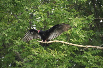 vulture in flight