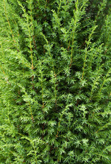 Texture, background of green cypress. Beautiful thuja with long needles close-up. Garden plant, shrub.