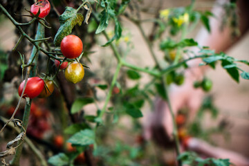 collecting cherry tomatoes from the plant