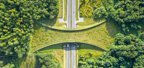 Aerial top down view of ecoduct or wildlife crossing - vegetation covered bridge over a motorway that allows wildlife to safely cross over - obrazy, fototapety, plakaty