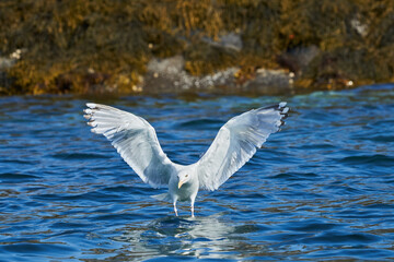 White seagull with pink feet lands in the blue water of the ocean and has wings like an angel