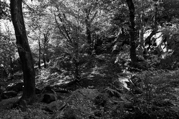 Romantic old big Trees in virgin Forest about River Sazava in Central Czech