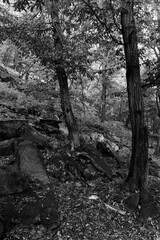 Romantic old big Trees in virgin Forest about River Sazava in Central Czech