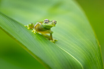 Sachatamia albomaculata is a species of frog in the family Centrolenidae. It is found in Honduras, Costa Rica, Panama, western Colombia, and northwestern Ecuador