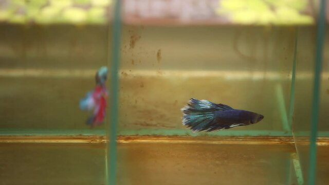 Siamese fighting fish swimming aggressively in their tiny little tanks.