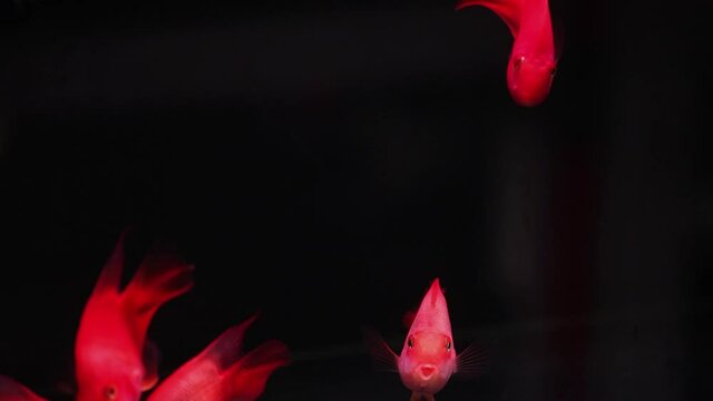 Beautiful school of bright orange Discus fish swimming in new aquarium fish tank.