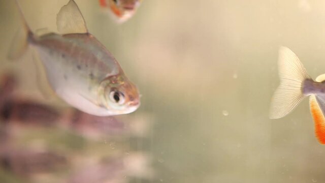 Spotted Silver Dollar Metynnis Lippincottianus fish swimming in new aquarium tank.