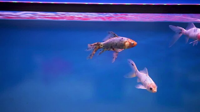 Shubunkin fish swimming together in their freshly set aquarium tank. Back and forward all day long.