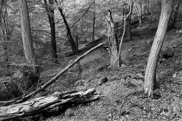 Romantic old big Trees in virgin Forest about River Sazava in Central Czech