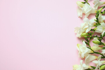 Fototapeta na wymiar Beautiful freesia flowers on light pink background, flat lay. Space for text