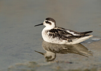 Red-necked phalarope  swimming at Asker Marsh, Bahrain