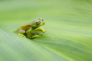 Sachatamia albomaculata is a species of frog in the family Centrolenidae. It is found in Honduras, Costa Rica, Panama, western Colombia, and northwestern Ecuador