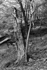 Romantic old big Trees in virgin Forest about River Sazava in Central Czech