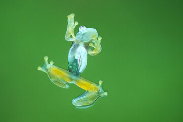 Sachatamia albomaculata is a species of frog in the family Centrolenidae. It is found in Honduras,...