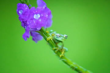 Sachatamia albomaculata is a species of frog in the family Centrolenidae. It is found in Honduras, Costa Rica, Panama, western Colombia, and northwestern Ecuador