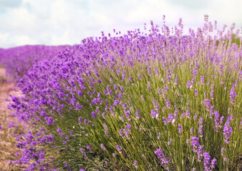 Naklejka premium Beautiful lavender flowers growing in spring field
