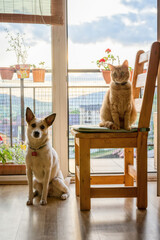 Cat and dog paying i indoor candide shot