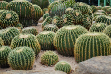 A garden of the cactus