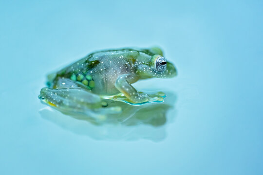 transparent frog