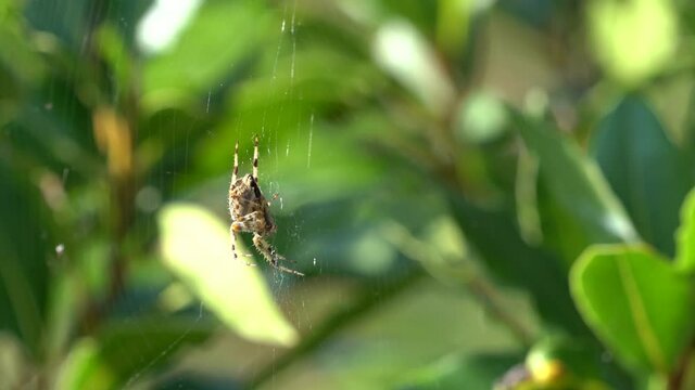 Spider sitting on a web that's blowing in the wind_Ungraded