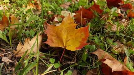 Close-up of an autumn yellow-red maple leaf, on a green lawn against the backdrop of fallen leaves.