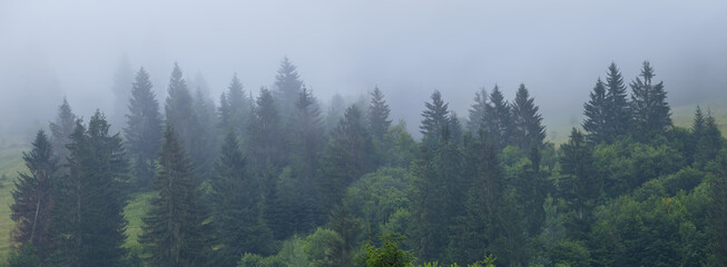 fir tree forest on a mount slope in a dense mist