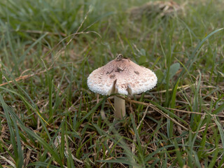 Mushrooms growing on the lawn