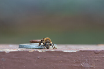 dirty wasp on the old screw outside closeup. insect in nature