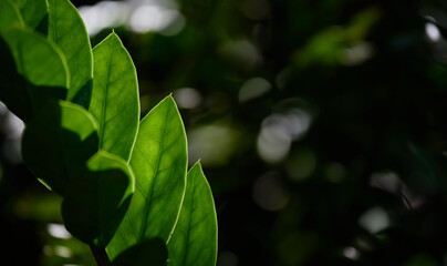 Close-up view of the green leaves in the rainforest