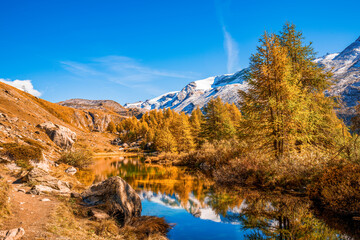 Fototapeta na wymiar Stunning autumn scenery with yellowed larches and snowcapped mountains reflected in Grinjisee lake. Switzerland