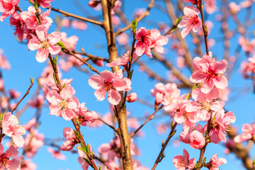 Peach blossoms blooming in the spring garden, China