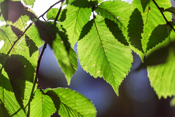 Yellow-orange maple leaf exposed to sunlight. City park in autumn. Sunny warm day.
