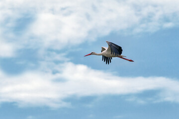 White stork flying in the blue sky