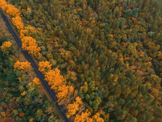 Aerial view of road in beautiful autumn Altai forest. Beautiful landscape with empty rural road, golden autumn in altai: trees with red, yellow and orange leaves.