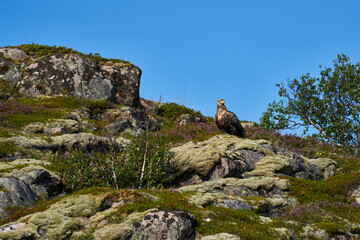 European sea eagle sits on a rock in Lofoten

