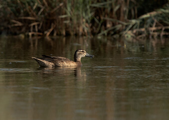 Fototapeta premium Garganey swimming at Asker marsh, Bahrain