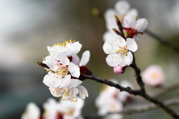 The world of flowering plants