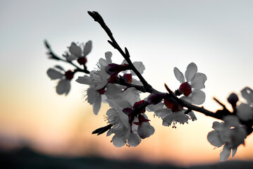 The world of flowering plants