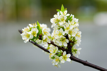 The world of flowering plants